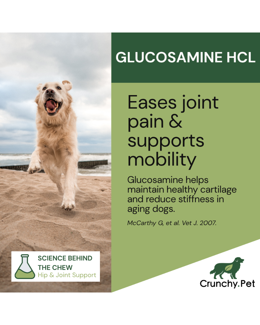 Dog running on a beach with glucosamine HCL advertisement text overlay.