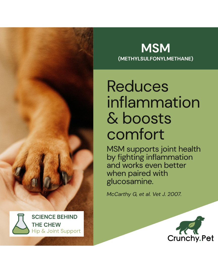 Dog paw held in hand with promotional text about MSM for joint health on a green background