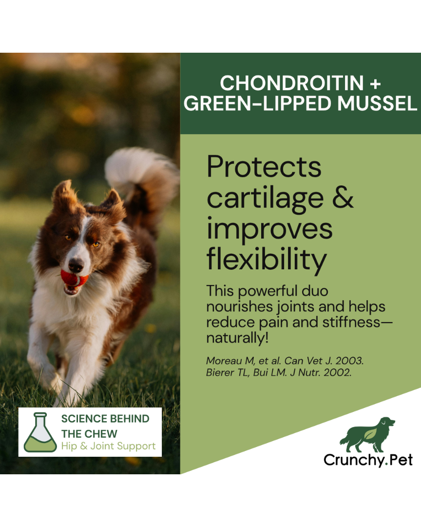 Dog running outdoors with a product advertisement for Chondroitin and Green-Lipped Mussel on the right.