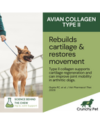Dog on a leash with text about Avian Collagen Type II and its benefits for dogs' joints.
