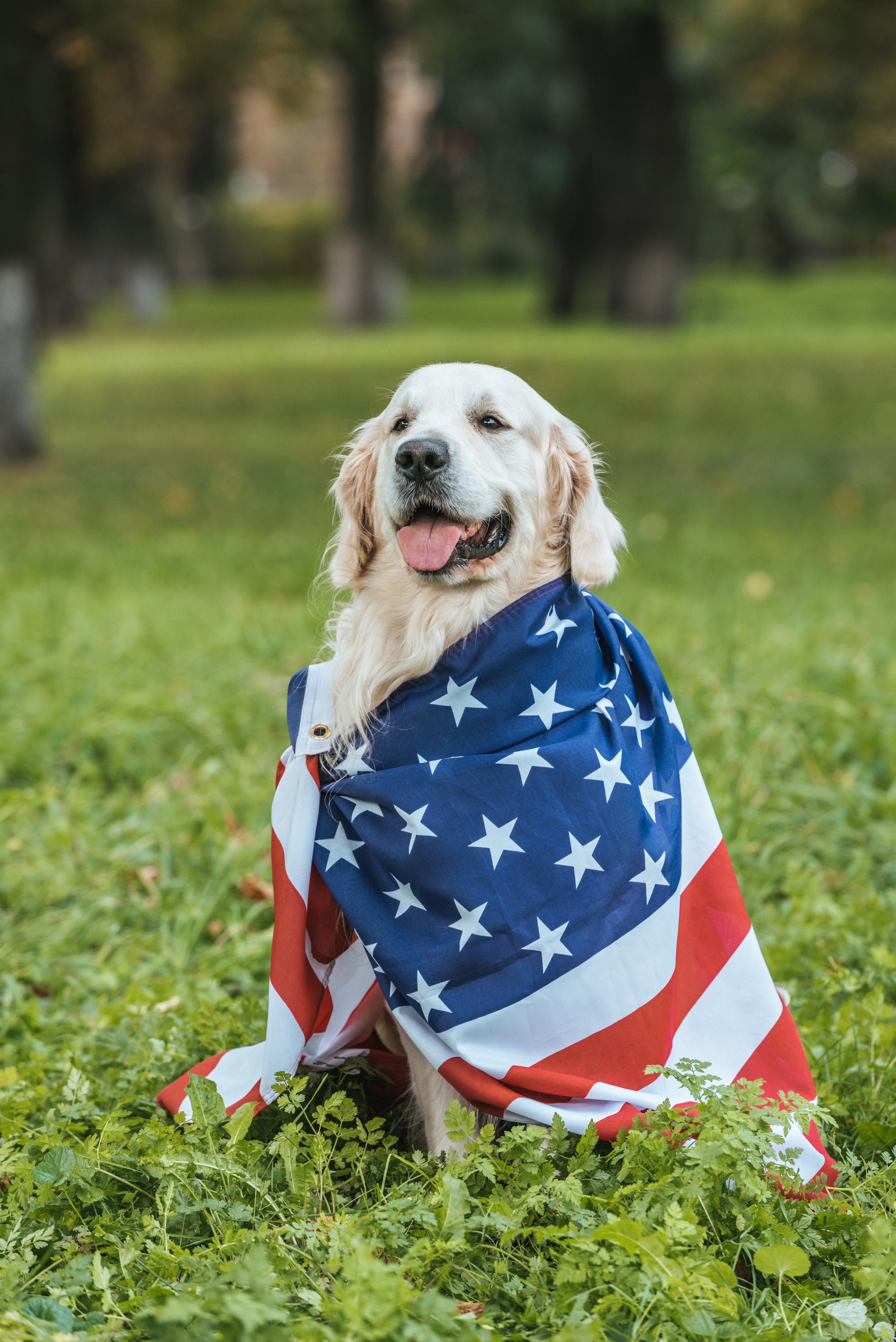 Dog wrapped in an American flag sitting on grass