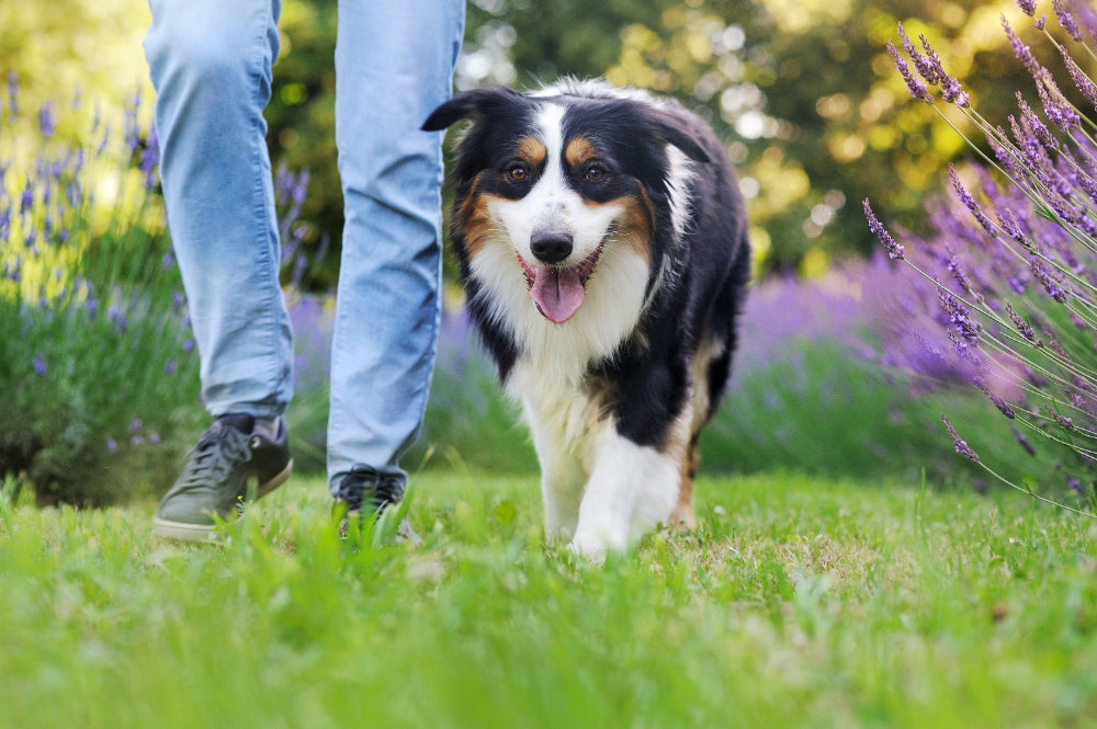 Dog walking on grass with a person's legs visible, surrounded by lavender plants.