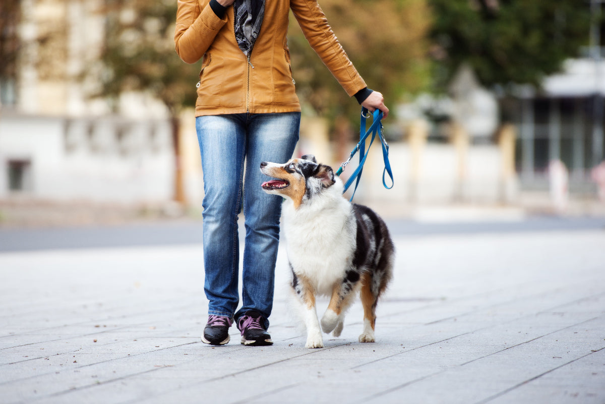 Person walking a dog on a leash in an urban setting