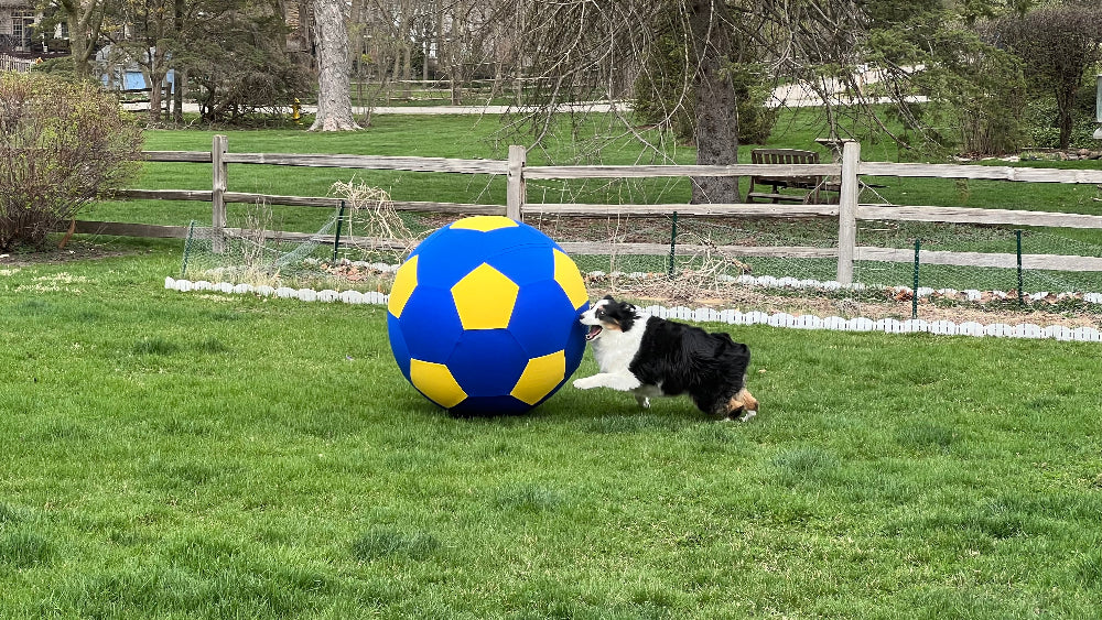 Dog playing with a large blue and yellow ball on a grassy field.
