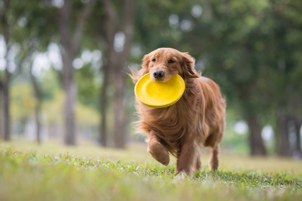 Dog running with a yellow frisbee in a park