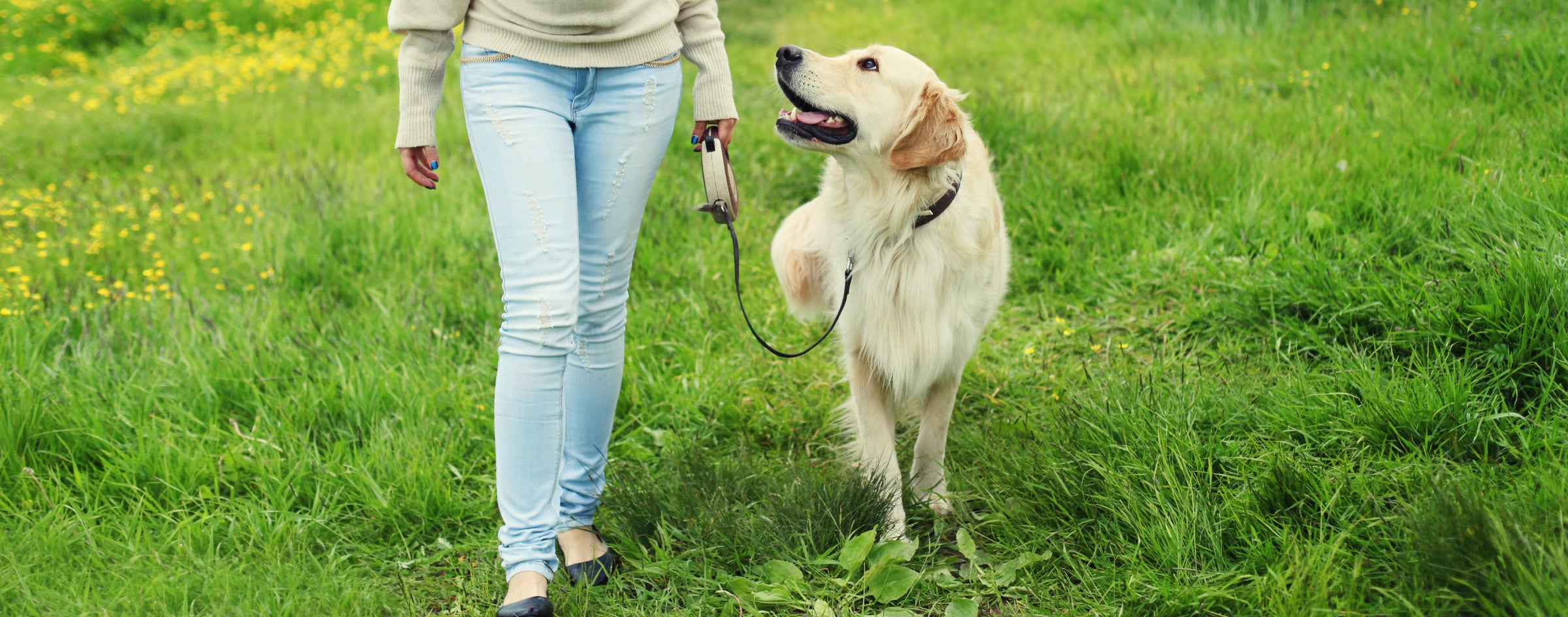 Person walking a dog in a grassy field