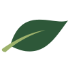 Green leaf icon