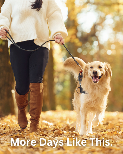 Person walking a dog in an autumn setting with text 'More Days Like This'.