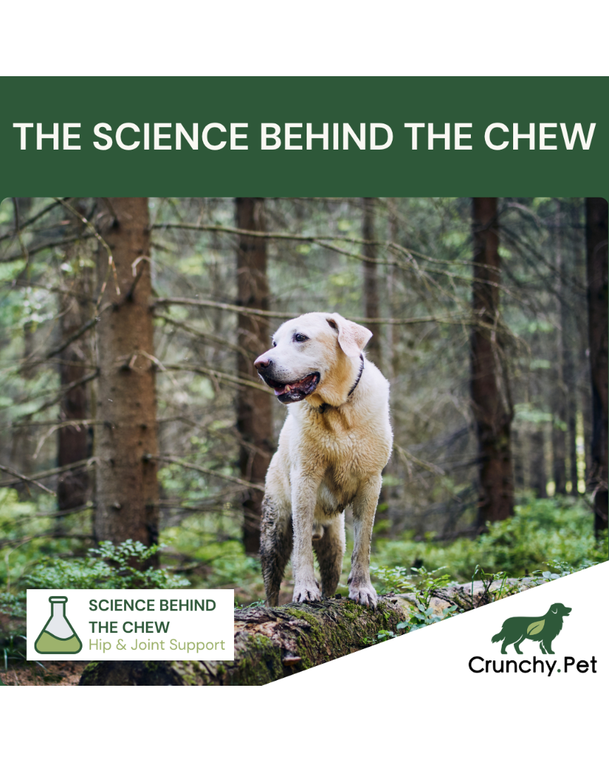 Dog standing on a log in a forest with 'The Science Behind the Chew' and Crunchy.Pet branding.